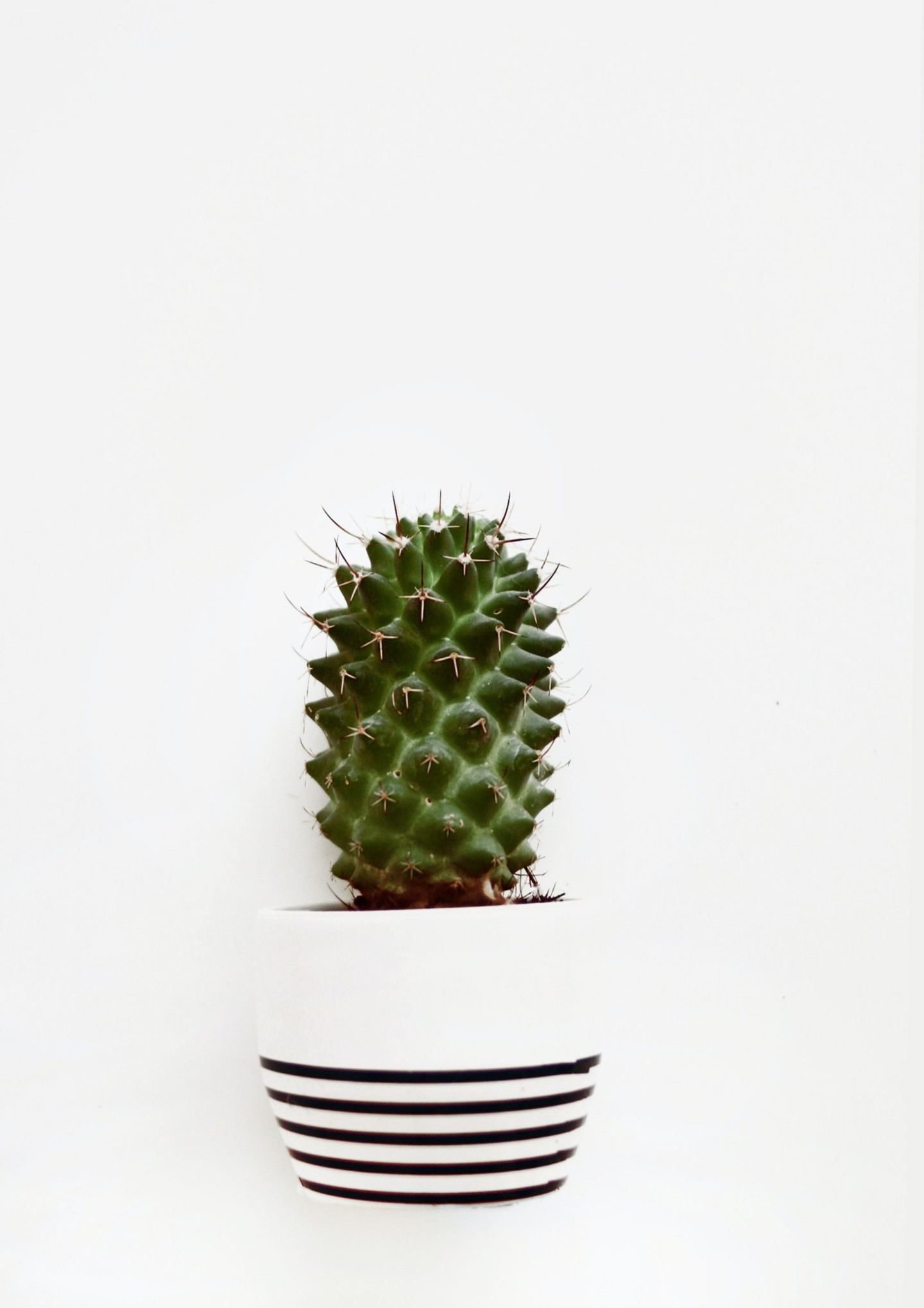 op-een-cactus-zitten